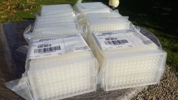 6 x DeepWell PP Plate Natural 96 Rnase/DNase - Free